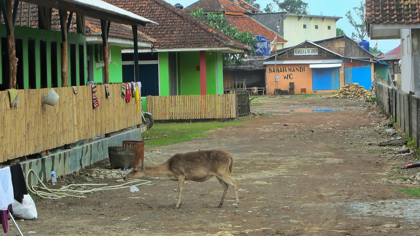 Java 2014 - 03 - Pangandaran 16