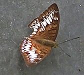 Java 2014 - 04 - Pangandarang - Uitstapjes 28