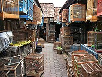 Java 2014 - 11 - Yogyakarta - Vogeltjesmarkt 05