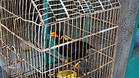 Java 2014 - 11 - Yogyakarta - Vogeltjesmarkt 06