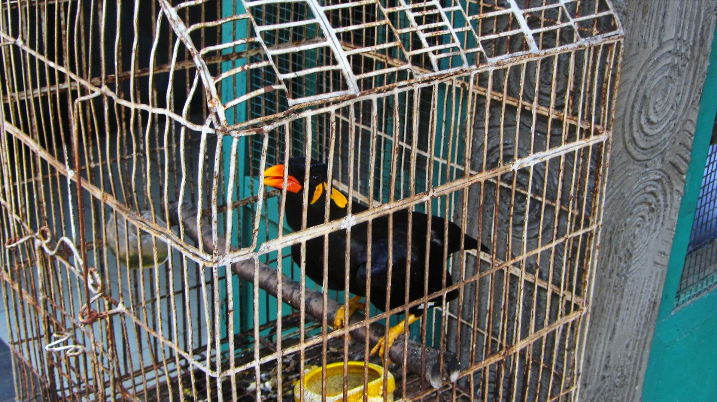 Java 2014 - 11 - Yogyakarta - Vogeltjesmarkt 06