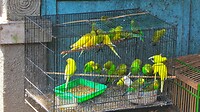 Java 2014 - 11 - Yogyakarta - Vogeltjesmarkt 08