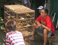 Java 2014 - 11 - Yogyakarta - Vogeltjesmarkt 09