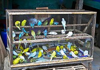 Java 2014 - 11 - Yogyakarta - Vogeltjesmarkt 10