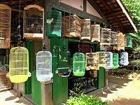 Java 2014 - 11 - Yogyakarta - Vogeltjesmarkt 11