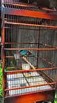 Java 2014 - 11 - Yogyakarta - Vogeltjesmarkt 13
