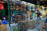 Java 2014 - 11 - Yogyakarta - Vogeltjesmarkt 15