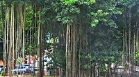 Java 2014 - 12 - Yogyakarta - Uitstapjes 03