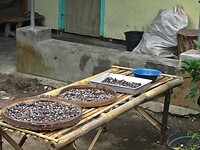 Java 2014 - 20 - Kalibaru Rondtoer 23