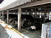 Java 2014 - 22 - Kalibaru - Rumah Sarang 16