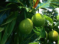 Java 2014 - 26 - Diversen - Fruit 01