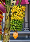 Java 2014 - 26 - Diversen - Fruit 02