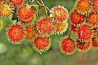 Java 2014 - 26 - Diversen - Fruit 03