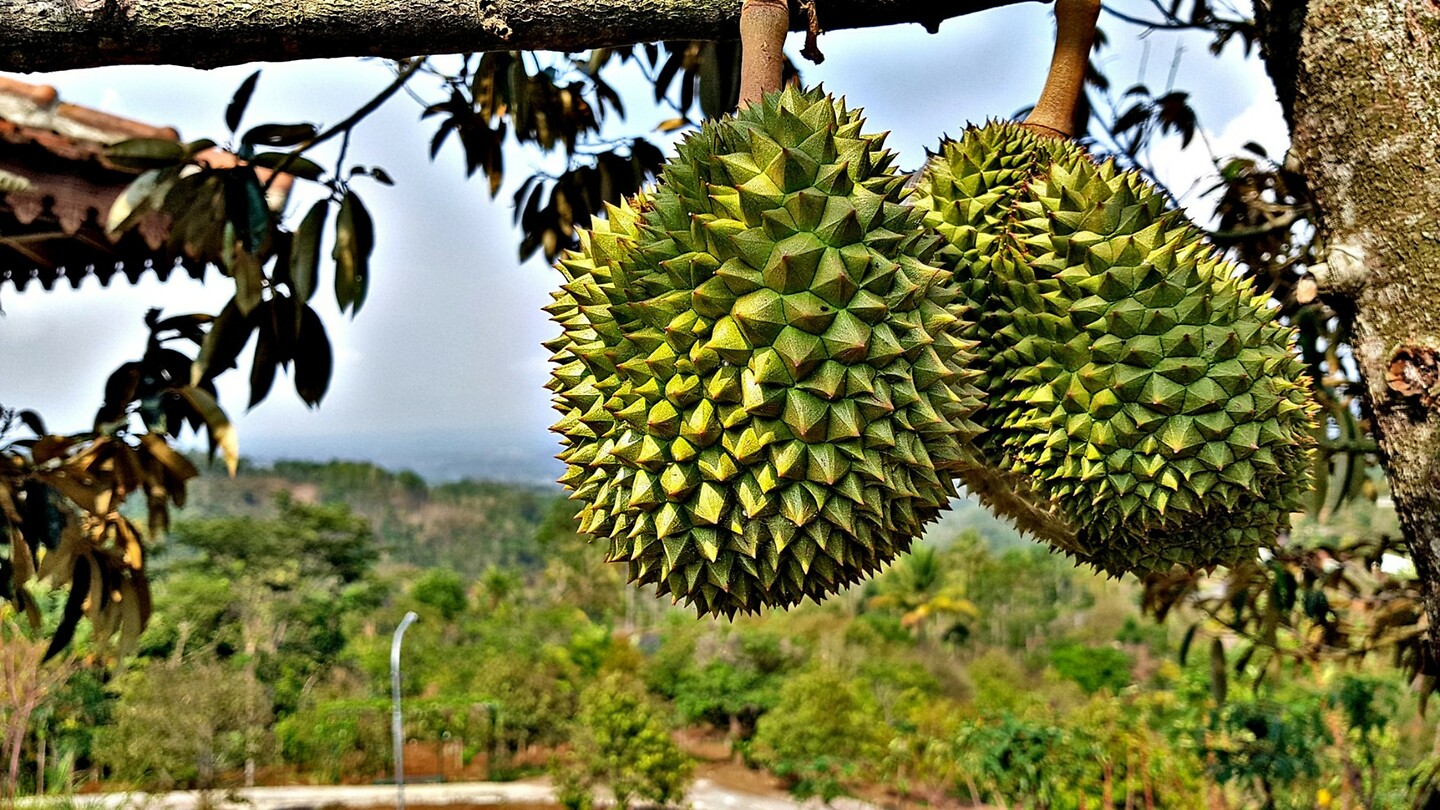 Java 2014 - 26 - Diversen - Fruit 08