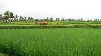 Bali En Java 2017 - 01 - Pemuteran 04 - Toer 1 14