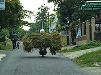 Bali En Java 2017 - 02 - Yokyakarta 08 - Toer 04 19