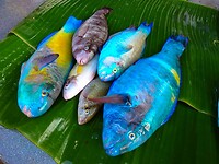 Bali En Lombok 2016 - 06 - Lombok - Hele Week 105