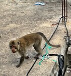 Bali En Lombok 2016 - 06 - Lombok - Hele Week 044