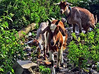 Bali En Lombok 2016 - 06 - Lombok - Hele Week 063