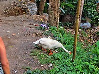 Bali En Lombok 2016 - 06 - Lombok - Hele Week 064