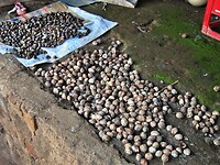Bali En Lombok 2016 - 06 - Lombok - Hele Week 075