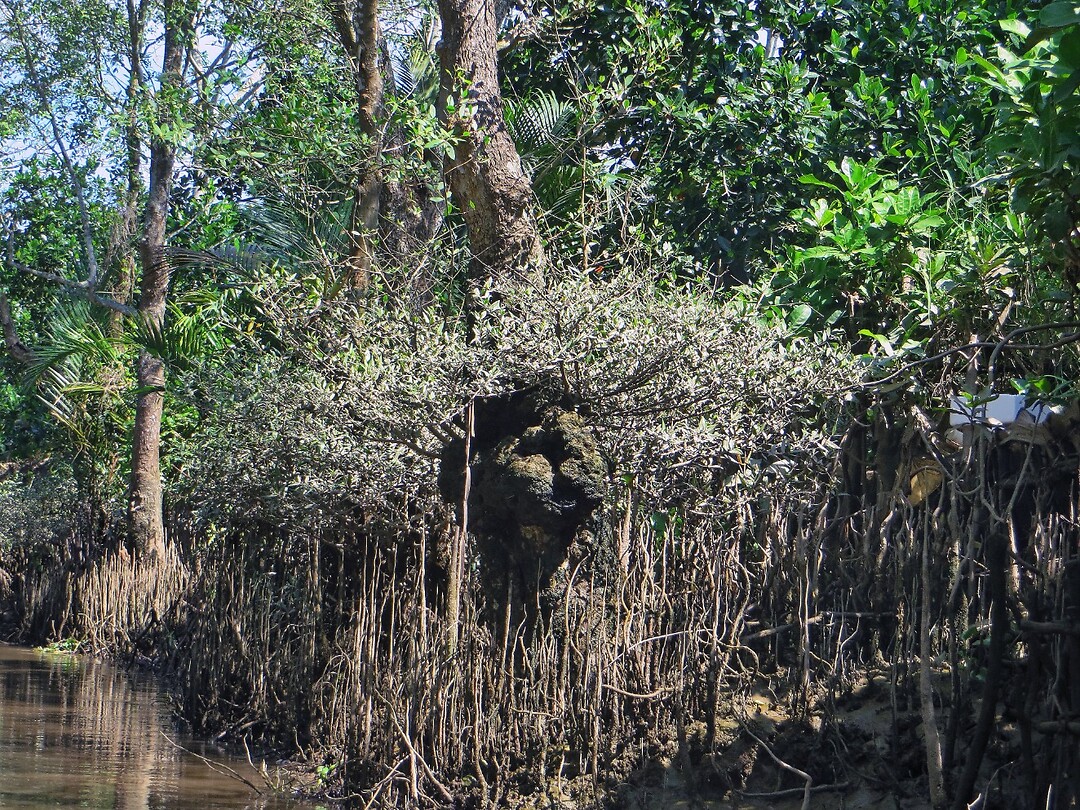 Vietnam 2019 - 02 Mekong Delta 04 - Roeitocht 10