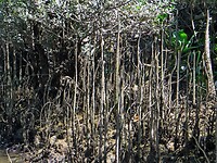Vietnam 2019 - 02 Mekong Delta 04 - Roeitocht 11