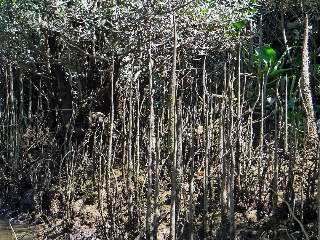 Vietnam 2019 - 02 Mekong Delta 04 - Roeitocht 11