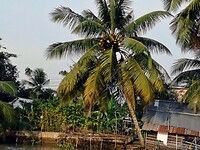 Vietnam 2019 - 02 Mekong Delta 09 - Excursie 01