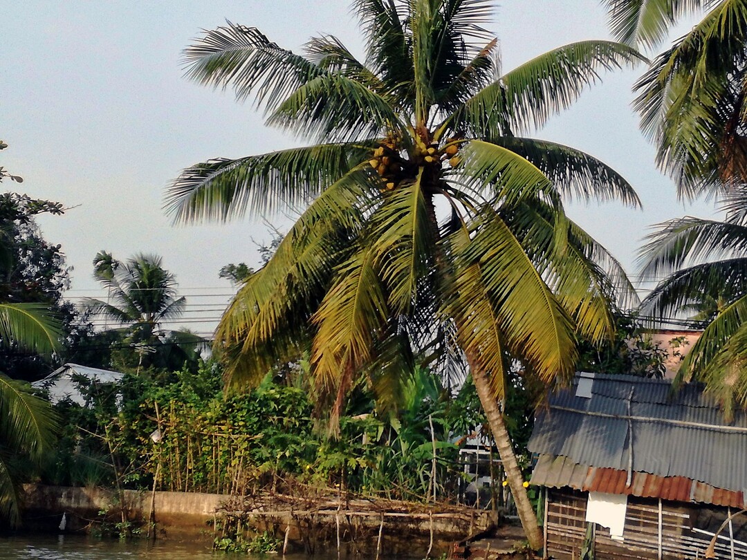 Vietnam 2019 - 02 Mekong Delta 09 - Excursie 01