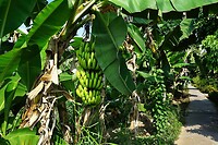 Vietnam 2019 - 02 Mekong Delta 09 - Excursie 04