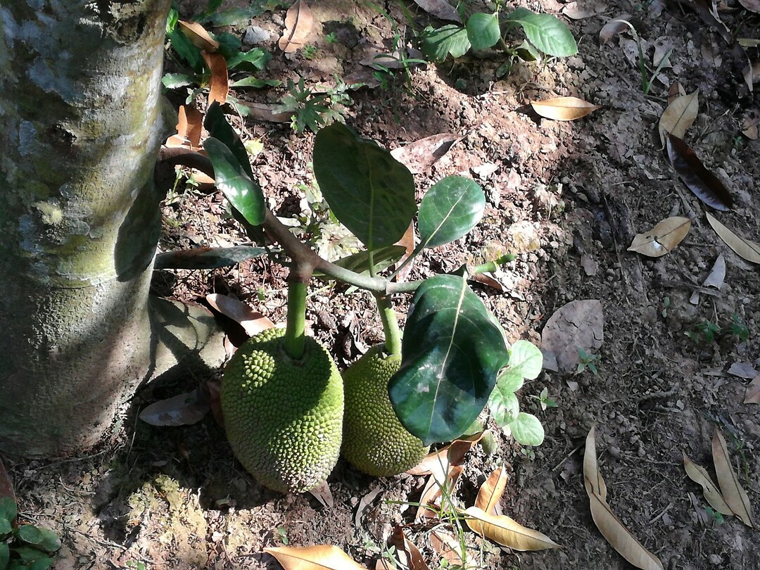Vietnam 2019 - 02 Mekong Delta 09 - Excursie 08