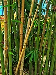 Vietnam 2019 - 02 Mekong Delta 12 - Binh Thuy Ancient House 13
