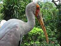 Maleisie En Java 2018 04 - Kuala Lumpur - Bird Park 02