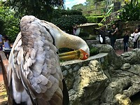 Maleisie En Java 2018 04 - Kuala Lumpur - Bird Park 03