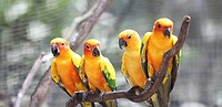 Maleisie En Java 2018 04 - Kuala Lumpur - Bird Park 19