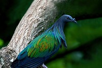 Maleisie En Java 2018 04 - Kuala Lumpur - Bird Park 20