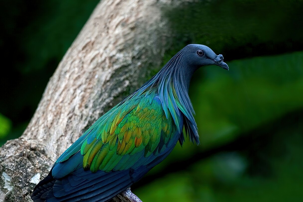Maleisie En Java 2018 04 - Kuala Lumpur - Bird Park 20