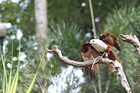 Maleisie En Java 2018 04 - Kuala Lumpur - Bird Park 21