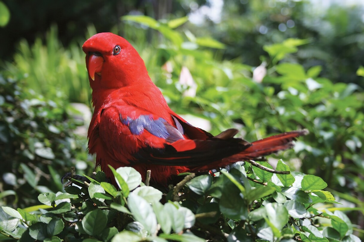 Maleisie En Java 2018 04 - Kuala Lumpur - Bird Park 22