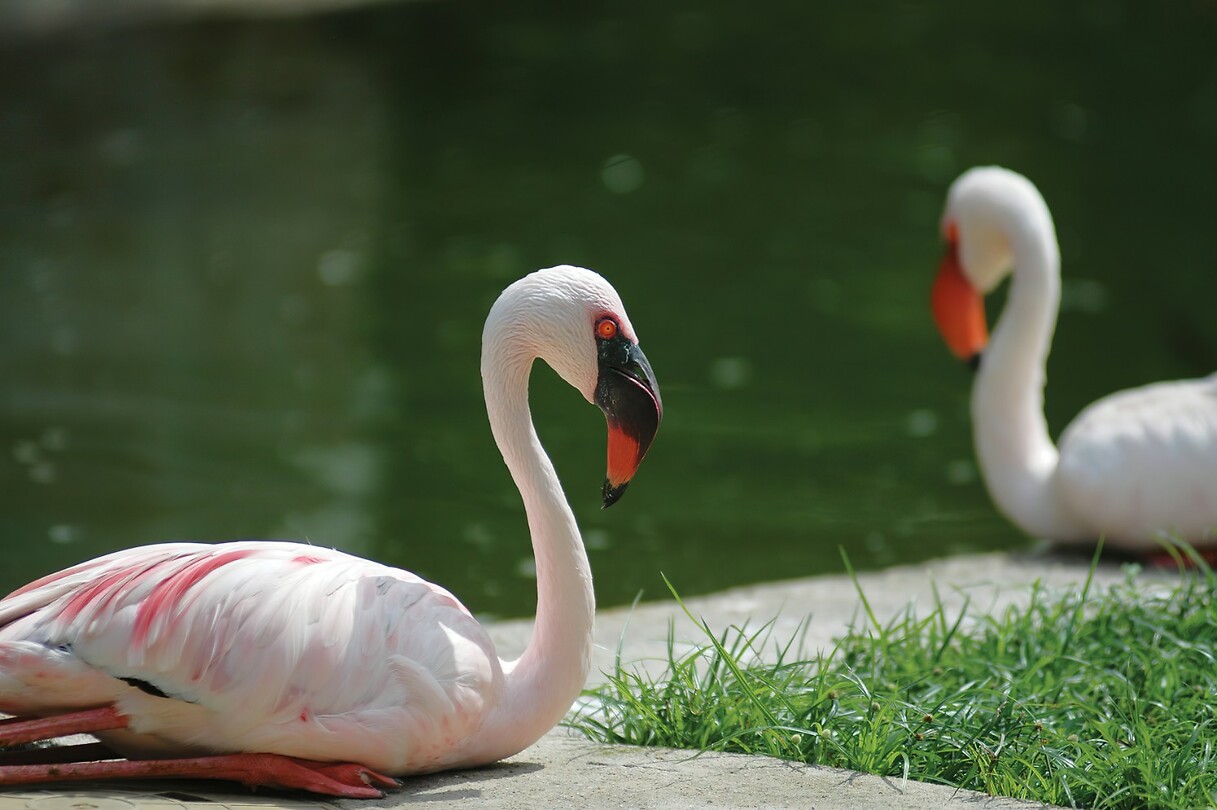 Maleisie En Java 2018 04 - Kuala Lumpur - Bird Park 23