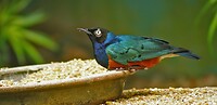Maleisie En Java 2018 04 - Kuala Lumpur - Bird Park 24