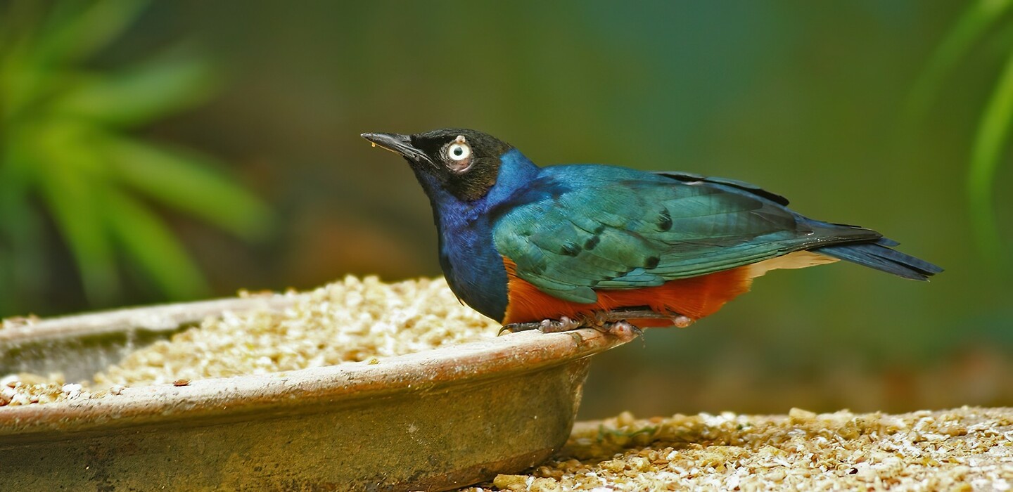 Maleisie En Java 2018 04 - Kuala Lumpur - Bird Park 24