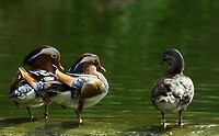 Maleisie En Java 2018 04 - Kuala Lumpur - Bird Park 25