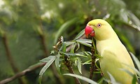 Maleisie En Java 2018 04 - Kuala Lumpur - Bird Park 26