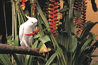 Maleisie En Java 2018 04 - Kuala Lumpur - Bird Park 28