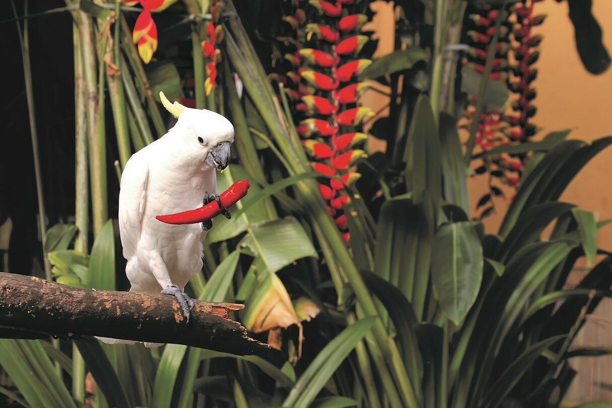 Maleisie En Java 2018 04 - Kuala Lumpur - Bird Park 28