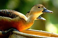 Maleisie En Java 2018 04 - Kuala Lumpur - Bird Park 29