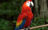 Maleisie En Java 2018 04 - Kuala Lumpur - Bird Park 30