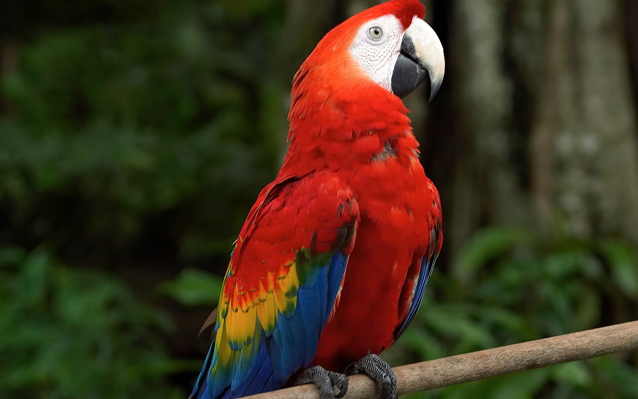Maleisie En Java 2018 04 - Kuala Lumpur - Bird Park 30